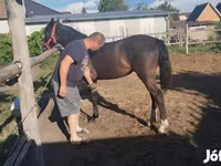 Бие, Dutch warmblood horse — 3-сурет
