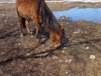 Kobila, Kazakh horse — fotografija 2