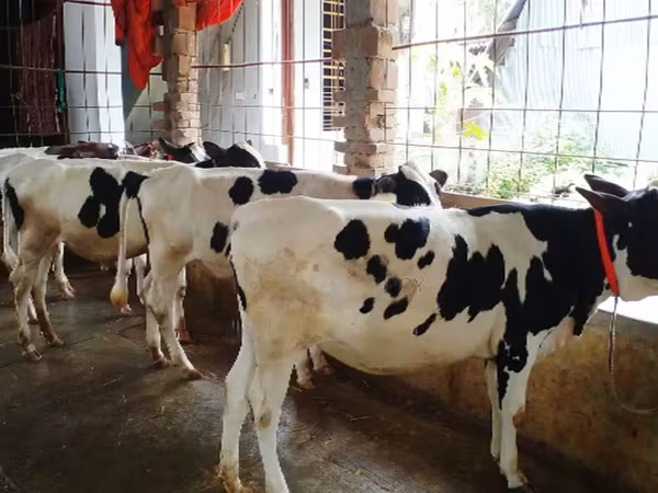 Lembu betina, Holstein breed