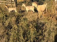 Goat, Goats — photo 5