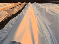 Агроволокно белое укрывное, Agrofibre (Agril) albe de protecția plantelor — 5-rasm