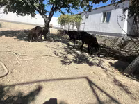 Koç, Koyunlar — foto 5