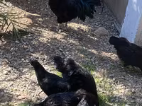 Ayam Cemani — zdjęcie 8