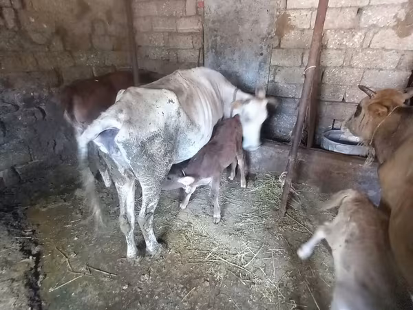 گاو ماده, Simmental cattle