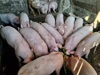ወንድ አሣማ, Pigs — ፎቶ 1