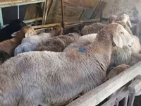 Beran, Rhon sheep — foto 7