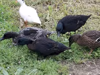 Ducks — sawirka 4