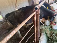 گاو نر, Simmental cattle — عکس 7