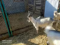 ፍየል, Goats — ፎቶ 6