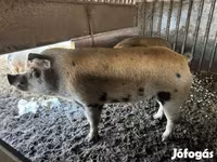 Cinghiale, Maiali — foto 2
