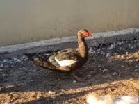 Ducks — foto 1