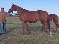 اسب نر, Thoroughbred horse — عکس 4