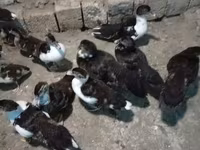 Ducks — foto 1