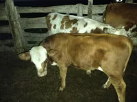 Bou, Simmental cattle — foto 5