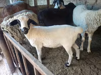 Ovca, Hissar sheep — fotografija 2