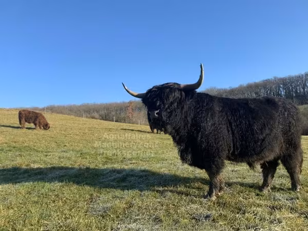 Бух, Highland