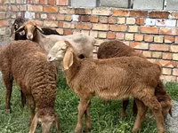 Pecora, Arashan sheep — foto 2