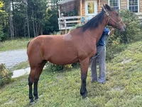 Klisna, Standardbred — foto 2