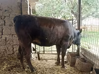 گاو ماده, Swiss cattle — عکس 4