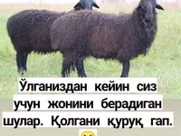 Beran, Ovce — foto 1