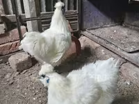 Silkie — photo 4