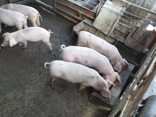 Boar, Pigs — Moldova