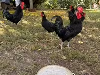 Chickens — picha 3