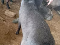 ஆண் ஆடு, ஆடுகள் — புகைப்படம் 4