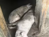 Sugga, Крупная белая — foto 4