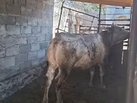 گاو ماده, بلژیکی آبی — عکس 5