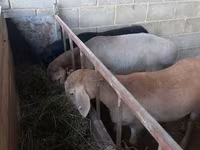 Kondoo jike, Arashan sheep — picha 3