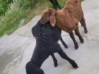 Буз, Бузҳо — акс 3