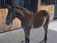 公马, Rocky Mountain Horse — 照片 8