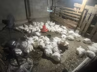 Chickens — fotografija 3