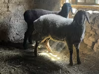 मेढ़ा, Rhon sheep — फ़ोटो 1