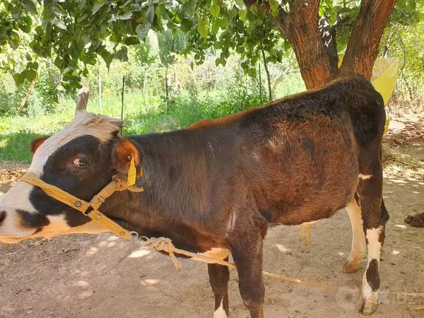 Buğa, Simmental cattle — Özbəkistan