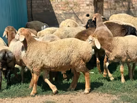 የጎትት አውራ በግ, Arashan sheep — ፎቶ 5