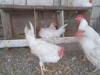 Chickens — foto 3