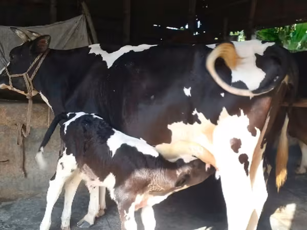 Bò cái, Bò nước — Bangladesh