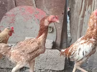 Chickens — عکس 6