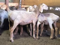 بھیڑ, Arashan sheep — تصویر 1