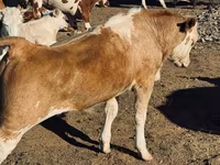Buğa, Mal-qara — foto 1