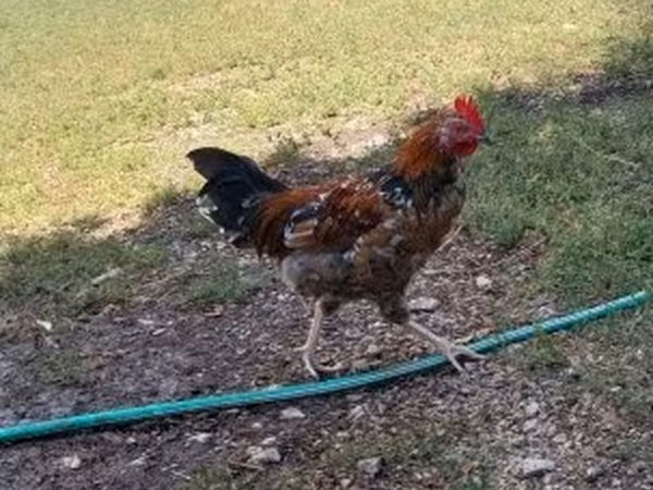 Chickens
