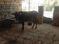 பசு, அசர்பைஜானிய செபு — புகைப்படம் 4