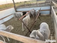 Kambing jantan, Sheep — foto 5