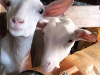 Koza, Alpine goat — fotografija 2