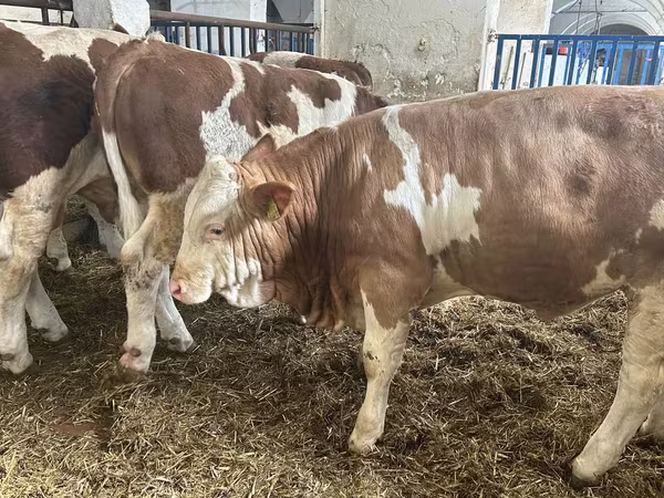 Bik, Simmental cattle