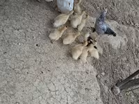 Ducks — Foto 2