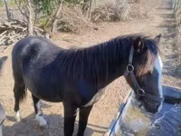 Kuda jantan, Horses — foto 3