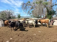 Bulle, Rinder — Foto 3